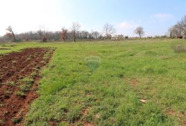 TAR, okolica- poljoprivredno zemljište, Tar-Vabriga, Land