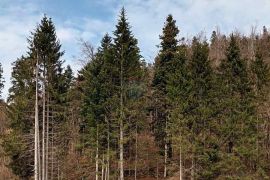 Gorski kotar, Fužine - građevinsko zemljište, 825 m2, Fužine, Land