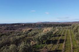 Istra, Buje - Građevinsko zemljište s pogledom na more, Buje, Arazi