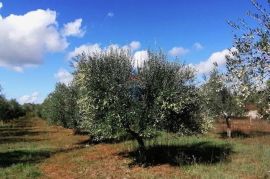 Istra,Vodnjan - maslinik ekološkog uzgoja  -175 maslina, Vodnjan, Land