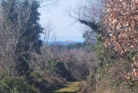 Istra,Vodnjan - maslinik ekološkog uzgoja  -175 maslina, Vodnjan, Zemljište