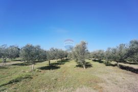 Istra,Vodnjan - maslinik ekološkog uzgoja  -175 maslina, Vodnjan, Land