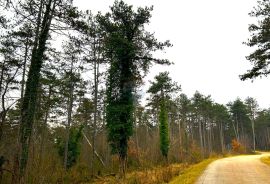 Šuma, Istra, Grožnjan, Grožnjan, Terrain