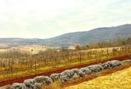 Poljoprivredno zemljište, Istra, Grožnjan, Grožnjan, Zemljište