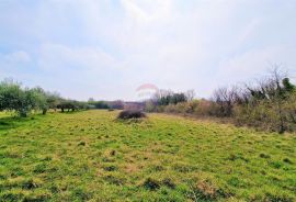 Istra, Umag - građevinsko zemljište okruženo maslinicima, Umag, Land