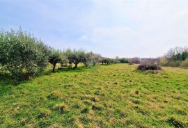 Istra, Umag - građevinsko zemljište okruženo maslinicima, Umag, Terrain