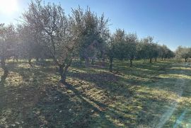 Maslinik blizu Poreča, Radmani, 4.624 m2, 110 maslina, Poreč, Земля