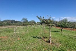 GRAĐEVINSKO ZEMLJIŠTE 1.100 m2 + 2.985 m2 POLJOPRIVREDNOG ZEMLJIŠTA, Višnjan, Land