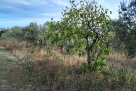 Istra,Vodnjan,lijepi maslinik, Vodnjan, Terreno