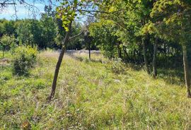 Istra Barban okolica građevinsko zemljište., Barban, Land