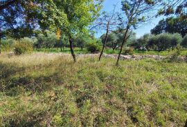 Istra Barban okolica građevinsko zemljište., Barban, Land