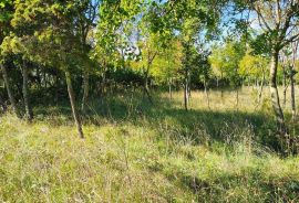 Istra Barban okolica građevinsko zemljište., Barban, Land