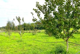 Poljoprivredna parcela,voda na terenu, Umag, Terrain