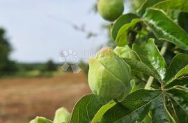 Građevinsko zemljište uz asfaltiranu cestu, Marčana, أرض