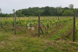 Poljoprivredno zemljište i vinograd, Labin, Zemljište