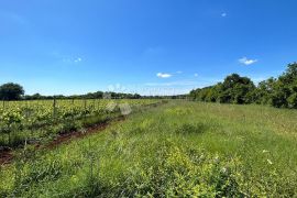 Poljoprivredno Zemljište u Muntiću: 1971 m², Ližnjan, Land