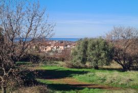 Istra, poljoprivredna parcela u Lovrečkom polju, Sveti Lovreč, أرض