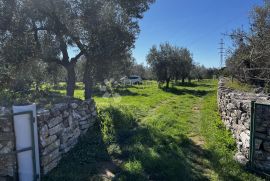 Lijep maslinik u Fažani, Fažana, Land