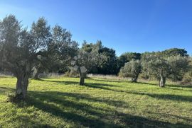 EKSKLUZIVNO - Prostrano zemljište na lijepoj lokaciji, Vodnjan, Zemljište