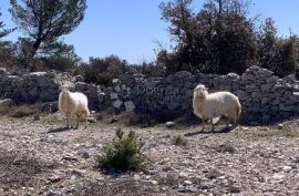 POLJOPRIVREDNO ZEMLJIŠTE, OTOK BRAČ 31932m2, Nerežišća, Земля