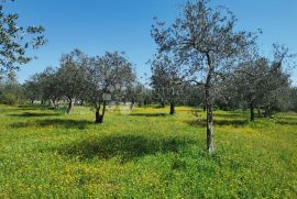 OAZA ZDRAVLJA I PRIRODE - MASLINIK U FAŽANI, Fažana, Land