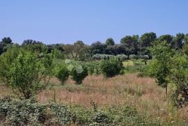 GRAĐEVINSKO ZEMLJIŠTE VELI VRH, Pula, Land