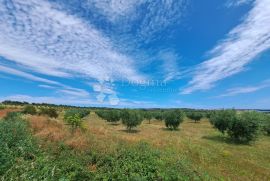 Poljoprivredno zemljište s velikim potencijalom, Medulin, Land