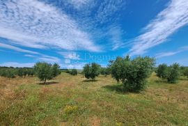 Poljoprivredno zemljište s velikim potencijalom, Medulin, Land