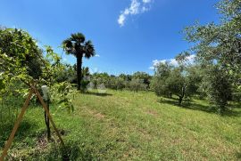 Kuća sa maslinikom, Umag, Famiglia