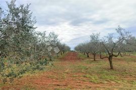 VIŽINADA – parcela na rubu sela okružena maslinicima, Vižinada, أرض