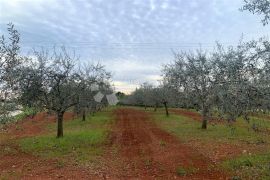 VIŽINADA – parcela na rubu sela okružena maslinicima, Vižinada, أرض