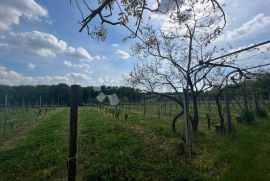 Vinograd sa vikendicom na odličnoj poziciji, Križevci, Zemljište