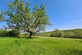 Momjan, okolica, prostrana pravilna parcela južne orjentacije, Buje, Земля