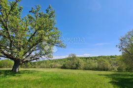 Momjan, okolica, prostrana pravilna parcela južne orjentacije, Buje, أرض