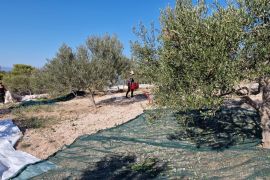 POLJOPRIVREDNO ZEMLJIŠTE- SUTIVAN, OTOK BRAČ, Sutivan, Terreno