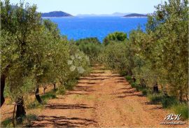 POLJOPRIVREDNO ZEMLJIŠTE- SUTIVAN, OTOK BRAČ, Sutivan, أرض