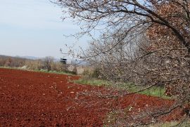 Kaštelir - prilika ! Iznimno poljoprivredno zemljište za OPG, Kaštelir-Labinci, Tierra