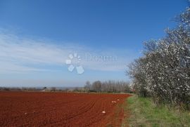 Kaštelir - prilika ! Iznimno poljoprivredno zemljište za OPG, Kaštelir-Labinci, Tierra