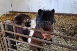 IMANJE S KUĆOM I FARMOM, Donji Kraljevec, بيت