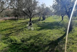 EKSLUZIVNO GRAĐEVINSKO ZEMLJIŠTE NA TOP LOKACIJI, Fažana, Arazi