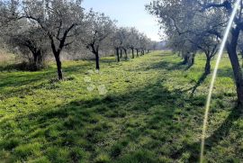 EKSLUZIVNO GRAĐEVINSKO ZEMLJIŠTE NA TOP LOKACIJI, Fažana, Arazi