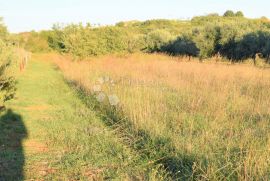 ZEMLJIŠTE NA MIRNOJ LOKACIJI U BLIZINI PULE, Medulin, Land