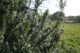 Prelijepo zelenilom osunčano građevinsko zemljište, Pula, Terreno