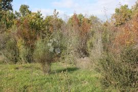 ZEMLJIŠTE NA MIRNOJ LOKACIJI U OKOLICI BARBARIGE, Vodnjan, Land