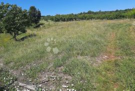 Poljoprivredno zemljište u okolici Barbana, Barban, Land