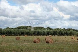 Veliko građevinsko zemljište u Ližnjanu, prilika za investitore, Ližnjan, Terra