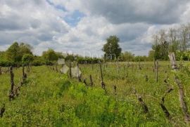 Imanje sa građevinskom dozvolom i projektom za vinariju i štalu za domaće životinje, Pazin - Okolica, أرض