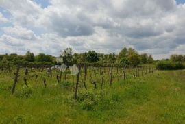 Imanje sa građevinskom dozvolom i projektom za vinariju i štalu za domaće životinje, Pazin - Okolica, أرض