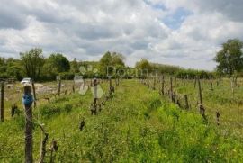 Imanje sa građevinskom dozvolom i projektom za vinariju i štalu za domaće životinje, Pazin - Okolica, أرض