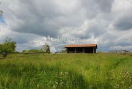 Imanje sa građevinskom dozvolom i projektom za vinariju i štalu za domaće životinje, Pazin - Okolica, أرض